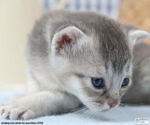 Puzzle Γκρι μπλε μάτια γάτας